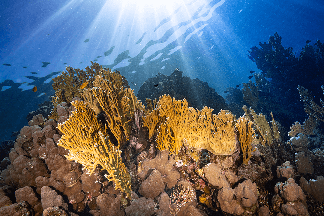Rebuilding Coral Reefs – KAUST